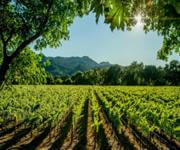 Iconic Marlborough Winery and Vineyards  Blenheim, New Zealand