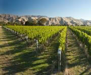 NZ