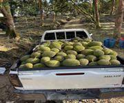 Love Durians? Start Your Own Durian Business (Even If You