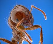 Pest Control - Termite Specialist