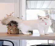 Cat Cafe Looking For Investor / Partner To Open Cat Cafe In Thailand image 2
