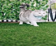 Cat Cafe Looking For Investor / Partner To Open Cat Cafe In Thailand image 3