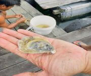 Invest In Local Oysters, Singapore's First Wild Oyster Farm image 2