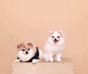 Pet Photography Studio For Takeover | 5 Star On Google | Profitable | Prime Location | $60K image 2